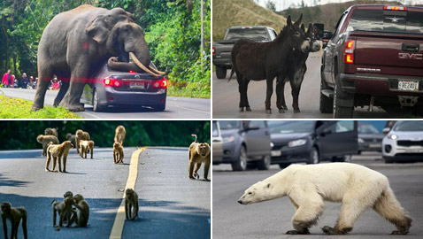 جحش وخنزير وقردة.. حيوانات قد تلتقون بها في طريقكم!