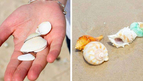 رجل الحرب البرتغالي.. وأخطر الكائنات التي يمكن رؤيتها على الشواطئ