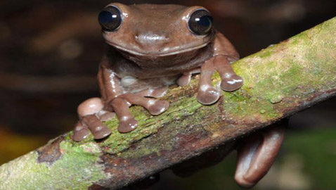 ضفدع الشوكولاتة.. اكتشاف نوع غريب من الضفادع في مستنقعات غينينا