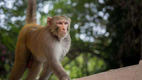 شهامة الغزلان.. وحيوانات بمهارات اجتماعية مذهلة
