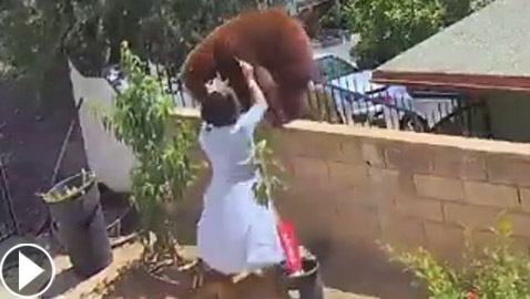 بالفيديو.. مراهقة شجاعة تواجه دبا بنيا كبيرا وتنقذ كلابها!