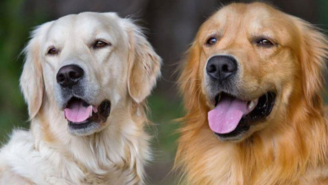 تفسير الكلب في الحلم