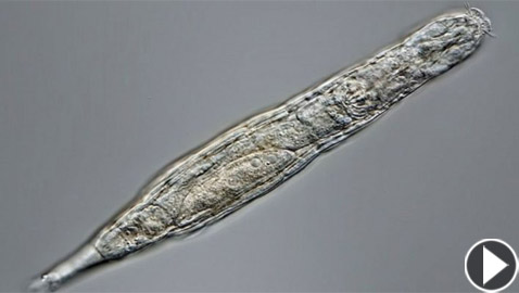 كائن مجهري يعود إلى الحياة بعدما ظل مجمدا 24 ألف سنة! فيديو وصور