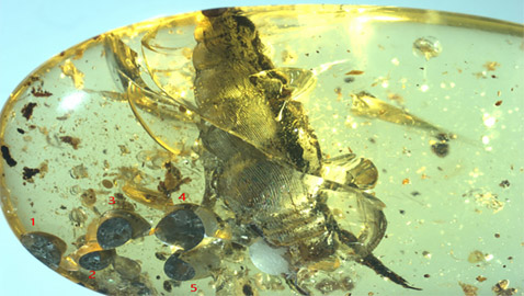 اكتشاف مذهل.. العثور على حلزون عمره 99 مليون سنة (صور)