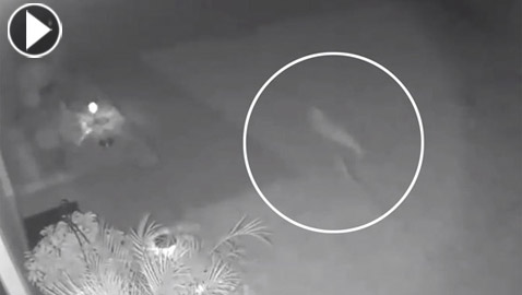 فيديو غريب: كاميرا المراقبة تصور كائن غامض يشبه الديناصور يركض ليلا خلف منزل بفلوريدا