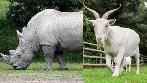 وحيد القرن كاكاريكو.. وحيوانات ترشحت لمناصب سياسية عبر التاريخ