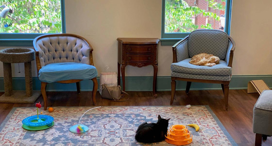 للحيوانات حظوظ.. مقهى للقطط في ولاية أميركية