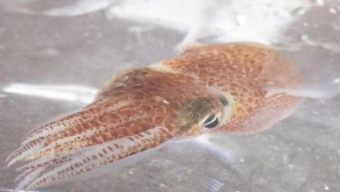 من هاواي إلى المحطة الدولية.. ما قصة 