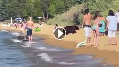 شاهد.. رد فعل رواد شاطئ عندما تفاجأوا بوجود دب ضخم بينهم