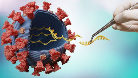 فيروس كورونا: ما هي سلالات الفيروس وما مقدار الحماية التي توفرها اللقاحات ضدها؟