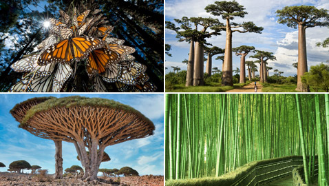 عُد إلى الطبيعة الخلابة مع أكثر أشجار العالم روعة وجمالا.. صور