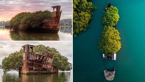 بالصور: تعرفوا إلى السفينة المهجورة التي حوّلتها الطبيعة إلى غابة عائمة