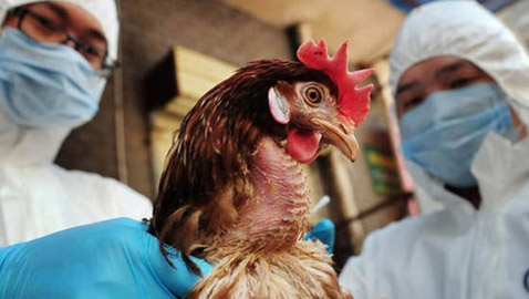 الصين تعلن تسجيل إصابة بشرية بإنفلونزا الطيور