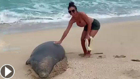 لمس فقمة مهددة بالانقراض يورط زوجين ويكلفهما غرامة باهظة! فيديو