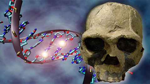 دراسة فريدة تفجر مفاجأة عن علاقة حمضنا النووي بأسلافنا المنقرضين!