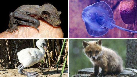 صور مفاجئة.. كيف تبدو صغار الحيوانات مختلفة عن المتوقع؟