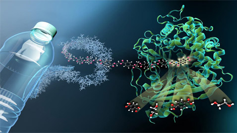 الفطريات والبكتيريا آكلة البلاستيك التي قد تنقذ العالم من النفايات