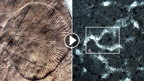 فيديو: اكتشاف أقدم حيوان على وجه الأرض في منطقة نائية لم يصلها البشر