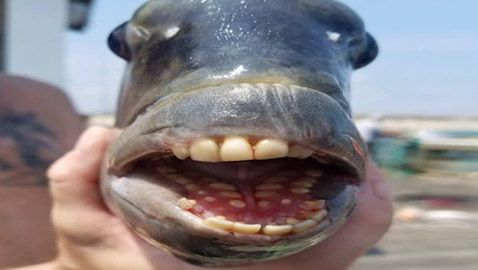 صياد أمريكي يصطاد سمكة نادرة لها أسنان بشرية! صور