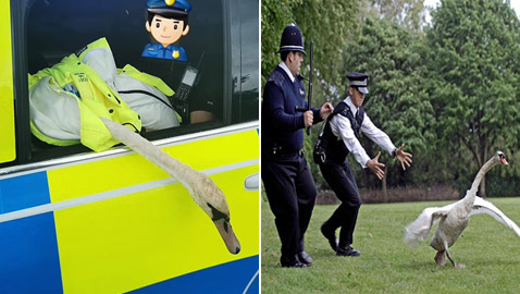 صور طريفة: شرطة بريطانية مسلحة تلقي القبض على (وزة) مشاغبة على طريقة الأفلام!