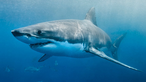 كيف تعرف طريقها بالماء؟ وماذا تفعل بالأعماق؟ 12 لغزا مثيرا عن أسماك القرش