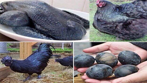 أغلى دجاجة بمصر والعالم.. لونها ولحمها أسود وسعرها 3 آلاف جنيه! صور