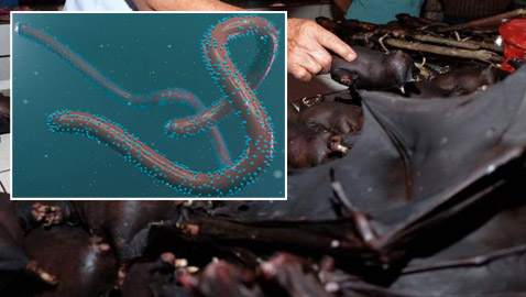 ماذا نعرف عن فيروس ماربورغ الجديد الفتاك؟ تسجيل أول وفاة في غينيا