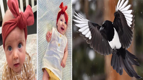 حادث مأساوي يقضي على رضيعة.. هاجمها طائر عقعق وتسبب بوفاتها!