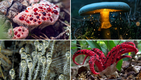 بالصور: تعرفوا إلى أكثر أنواع الفطر المخيفة وأغربها حول العالم