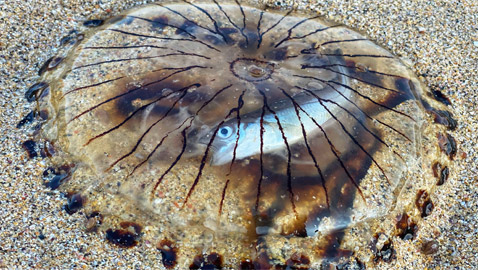 سمكة داخل قنديل البوصلة.. مشهد لا يصدق من عالم البحار على اليابسة!