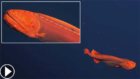 اكتشاف حيتان نادرة وغامضة تغير أشكالها وألوانها بشكل جنوني وتحير العلماء