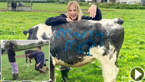 بالفيديو والصور: شاب بريطاني يعرض الزواج على حبيبته مستعينا بالبقر