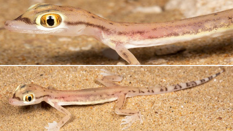 بالصور: سحلية ملونة وشفافة بصحراء أبوظبي تكشف عما يوجد بداخلها