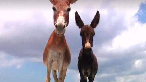 لم يتحملوا الأصوات المرتفعة للديكة والحمير.. بلدة إسبانية تطالب السياح بالتعايش مع حياة البادية بدل التذمرa