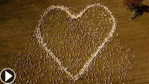 مزارع أسترالي لم يتمكن من حضور جنازة عمته.. فودّعها بفيديو الأغنام