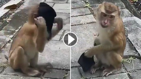 فيديو طريف: قرد يقلد البشر بطريقة ساخرة ويضع قناع كورونا على وجهه
