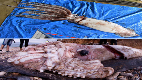 صيد حبار عملاق الأكبر في العالم يكشف عن تزاوج غامض جدا لكنه مثالي