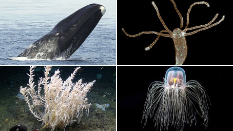 حيوانات خالدة لا تصدق.. تعرفوا إلى أطول 10 مخلوقات عمرا! صور