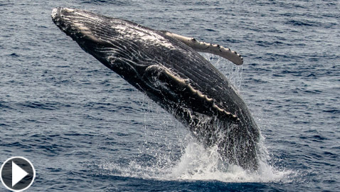 حوت أحدب يفاجئ راكبي أمواج بقفزة هائلة أخرج فيها كامل جسمه.. فيديو