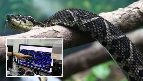 مفاجأة من العيار الثقيل.. سم أفعى برازيلية قد يحمل العلاج لكورونا