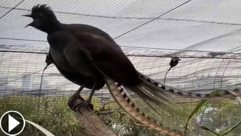 فيديو: طائر القيثارة يقلد بكاء طفل ويصدر صوتا عاليا يصم الآذان!