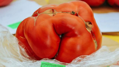 روسيا تسجل أكبر حبة طماطم بوزن 2.2 كيلو غرام.. صور