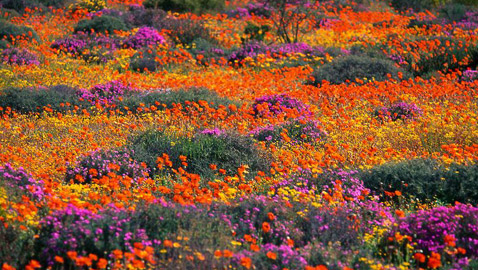 لمدة قصيرة فقط.. صحراء في إفريقيا بسجاد من الزهور الخلابة!