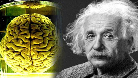 هل دماغه مختلف فعلا؟ قصة سرقة دماغ أينشتاين واللعنة التي أصابت سارقه