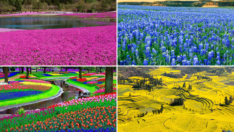 حقول ملونة ورائعة.. تعرفوا إلى أفضل وأجمل حدائق الزهور في العالم