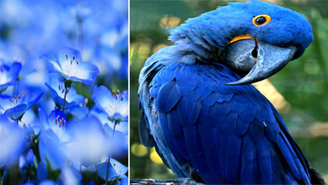 لا نجده بكثرة.. لماذا اللون الأزرق نادر في الطبيعة؟