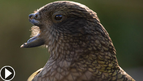 ببغاء صغير يلجأ لحيلة غريبة للتغلب على مشكلة منقاره المبتور! فيديو