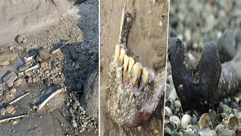 زيارتها محظورة.. قصة جزيرة إنجليزية مرعبة تمتلئ أرضها ببقايا الموتى!