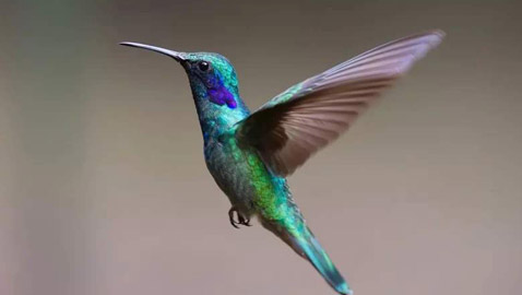 أبو قرن ذو الخوذة.. وأغرب الطيور في العالم