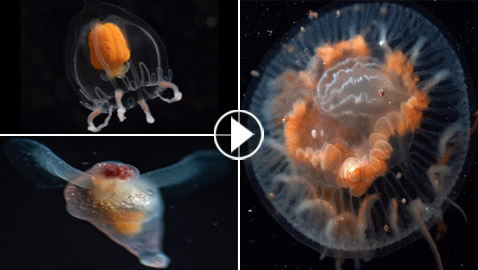 الكشف عن مخلوقات غريبة من عالم آخر تخالف الأدبيات العلمية! فيديو صور